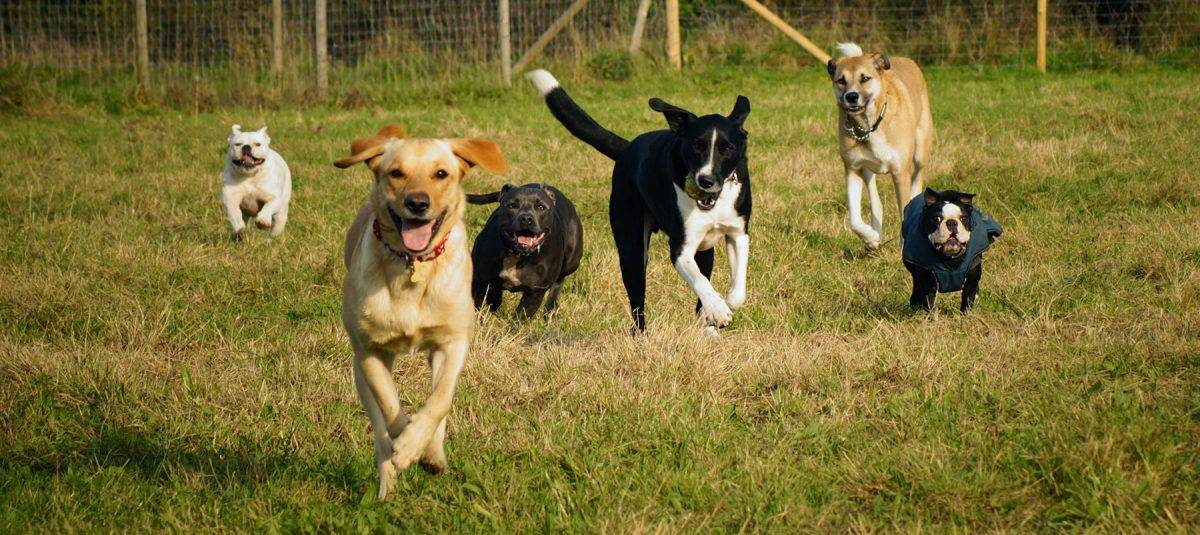 Dog Daycare South East and London Clever Claws